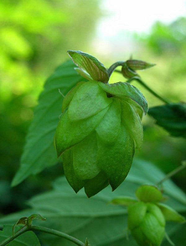Humulus lupulus / Luppolo